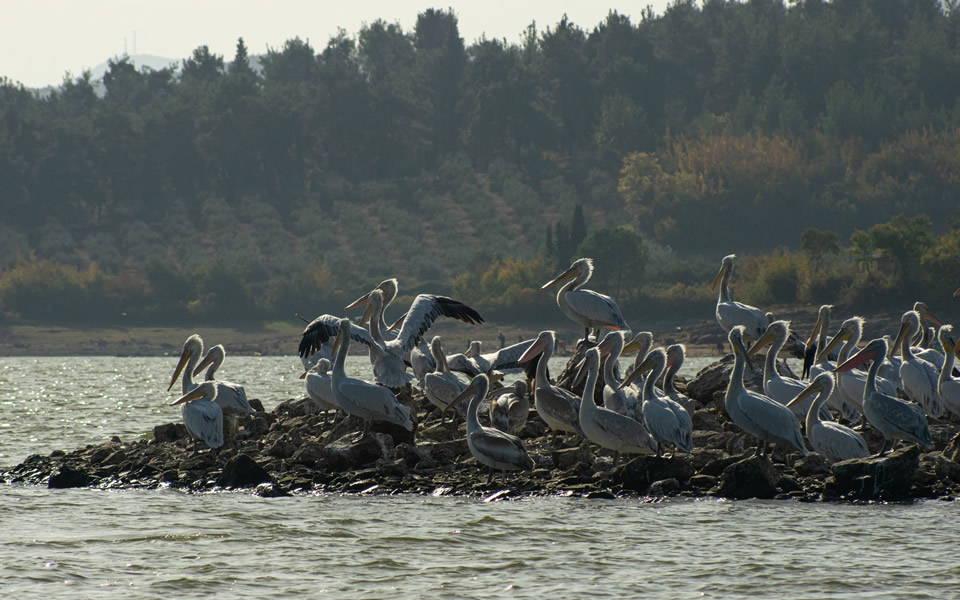 Kerkini lake